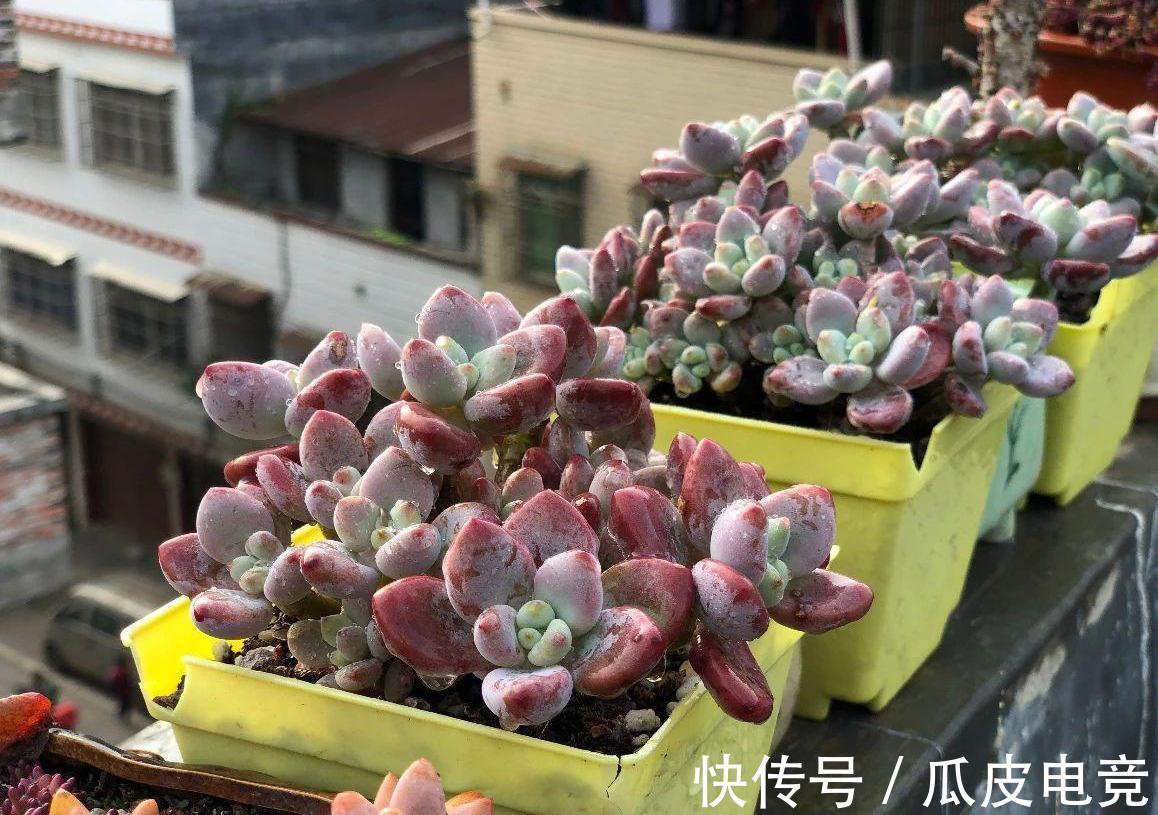 养多肉植物,注意三细节,轻松养成小胖墩,邻居看来都羡慕