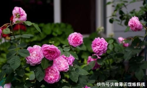 此花被称世界名花,漂亮不输牡丹,四季有花赏,是家庭盆栽佳品