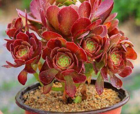 这“4种”多肉,好养又好看,度夏无压力,越养越胖越漂亮