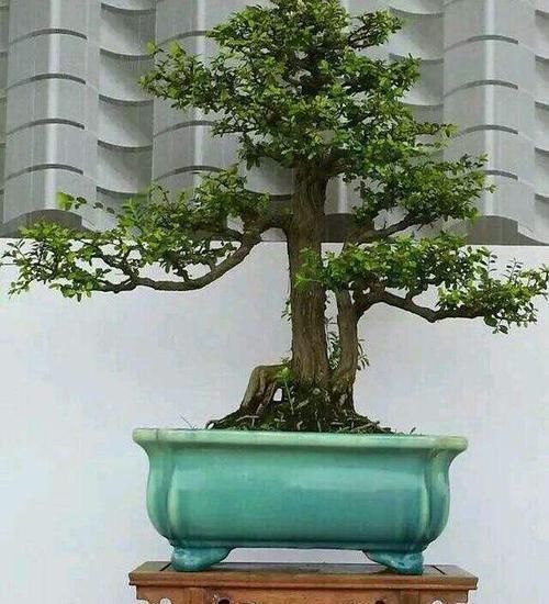 山格木盆景能在北方养护吗,养护需要注意什么