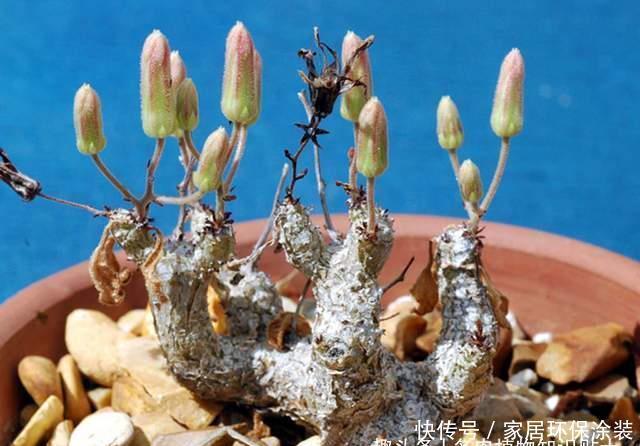 南非|来自南非的奇异块根,叶子比花还美的多肉植物