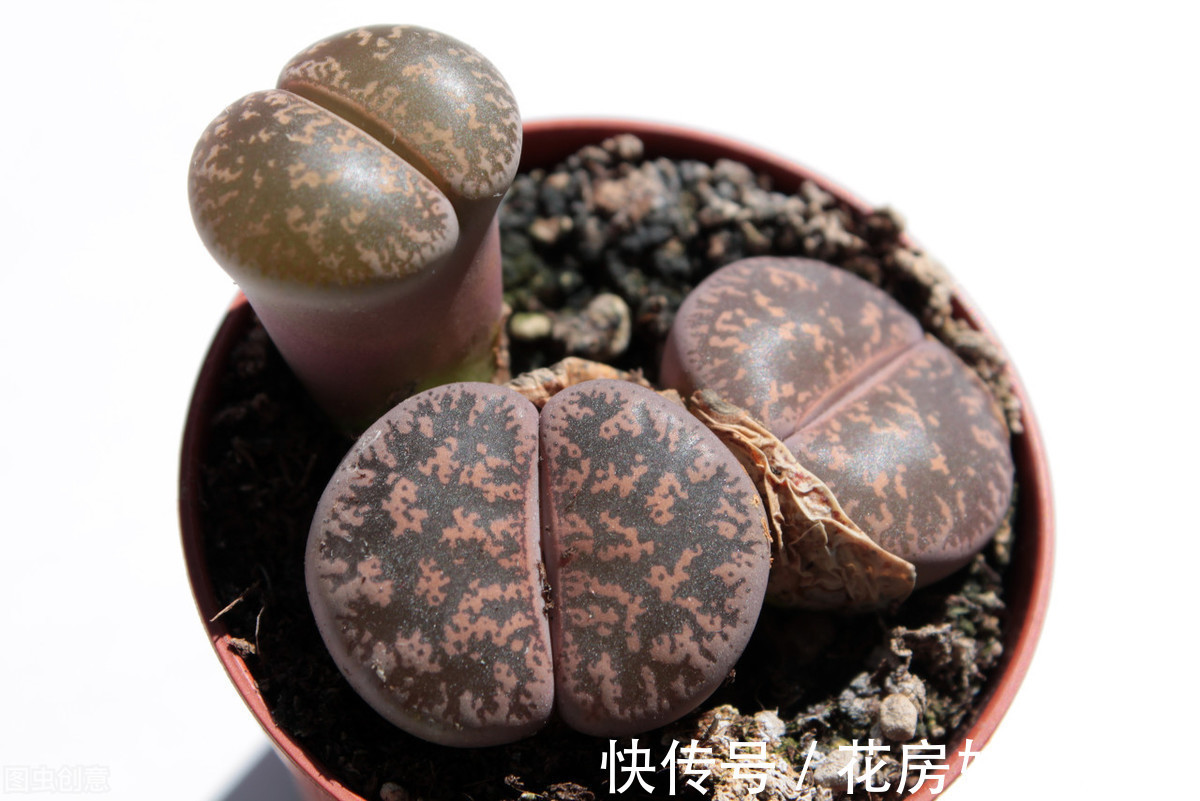 给水|生石花的3个生存实验,证实只要做好这几步,养出彩就这么简单