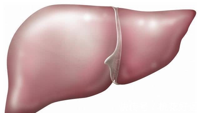 肝细胞|乙肝会发展成肝硬化?医生:想要控制好,记住这六点