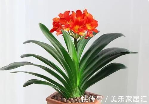 君子兰开花有何征兆，怎样养护才能早日开花