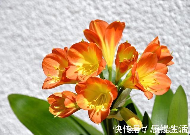 温差|让君子兰开好花的“钥匙”,就握在你手里,它的“构造”很简单