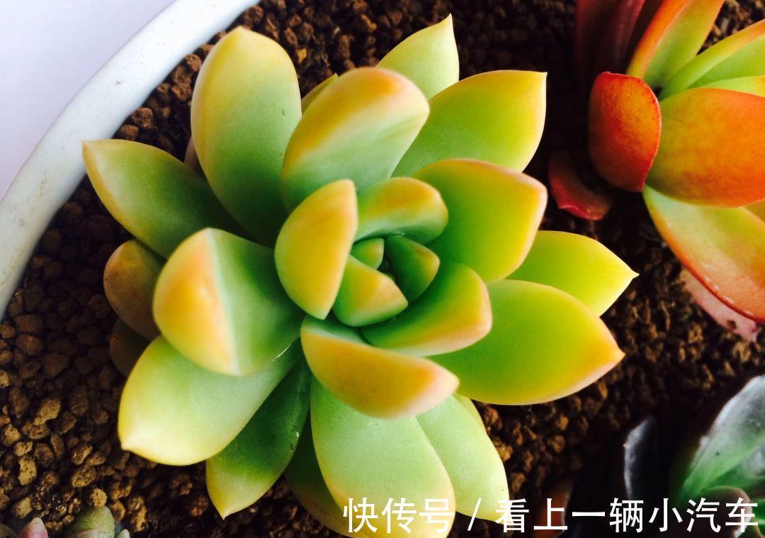多肉中的“徒神”黄丽，冬季做好4点，也可以变身“宝石花”