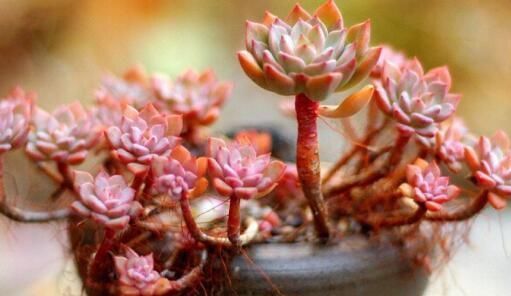 多肉长“胡须”，剪还是留只看一点就知道，养成漂亮茂盛老桩