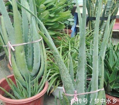 想要芦荟成老桩?知道这个妙招,叶片厚实肥美,几年就成树