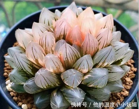 夏天养4款“景天多肉”,便宜好养,花苞红彤彤,呼呼窜成肉瀑布