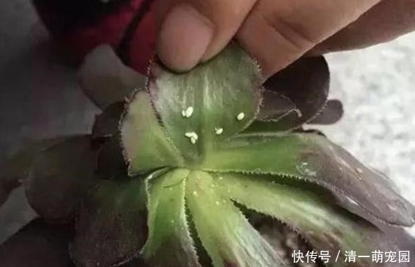春天盆栽多肉爱生虫?别再头疼怎么除掉了,用它们分分钟解决