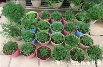 天竺葵|8种“漂亮花”，都可以扦插，剪个枝条就成活，省下很多钱