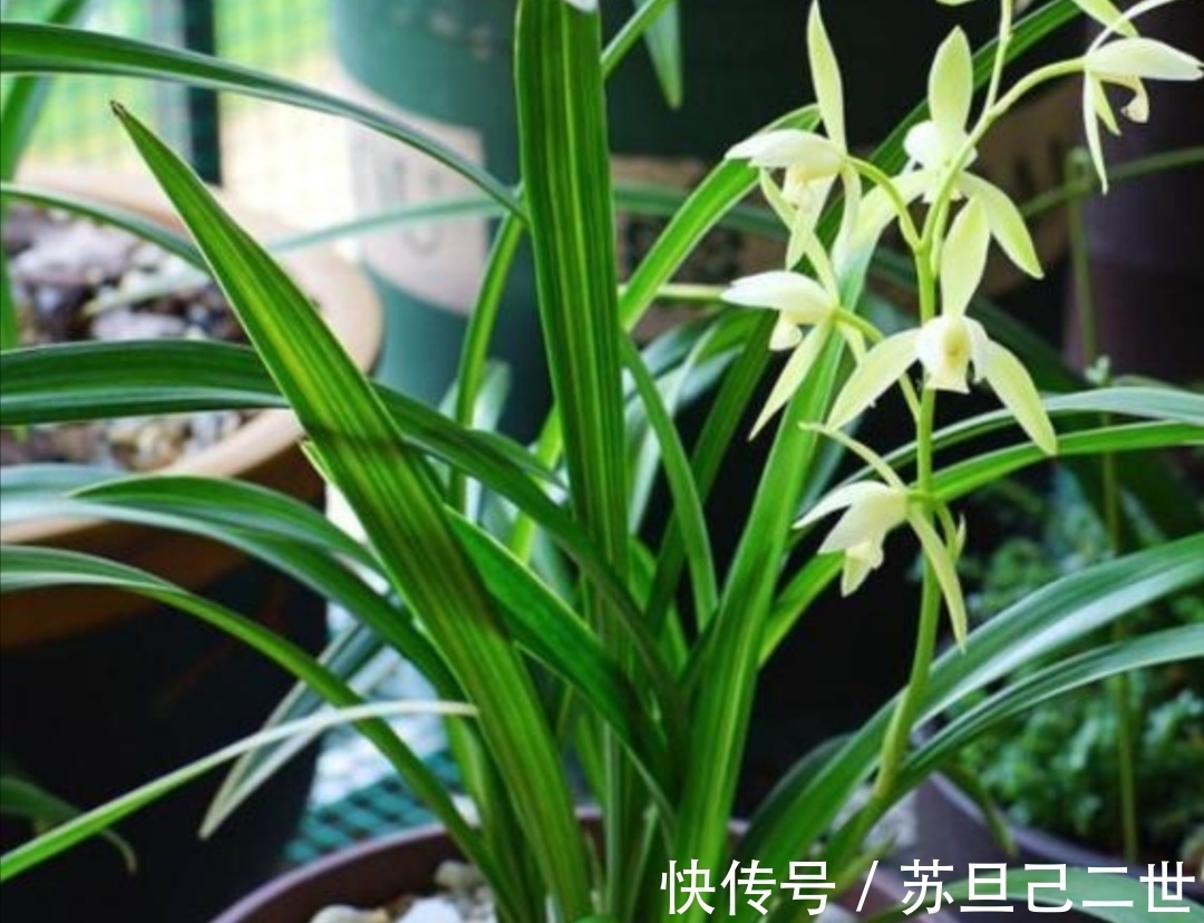 兰花养不好,植料没用对,用上4种小东西,长势茂盛