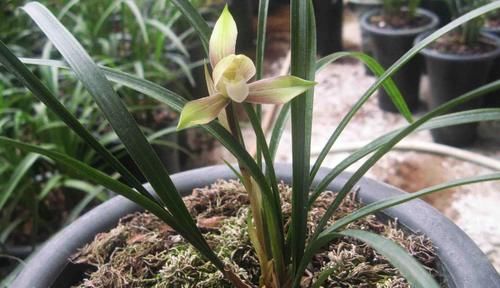 5月养花要养根，3个小窍门护根强根，让人打理盆栽更省心