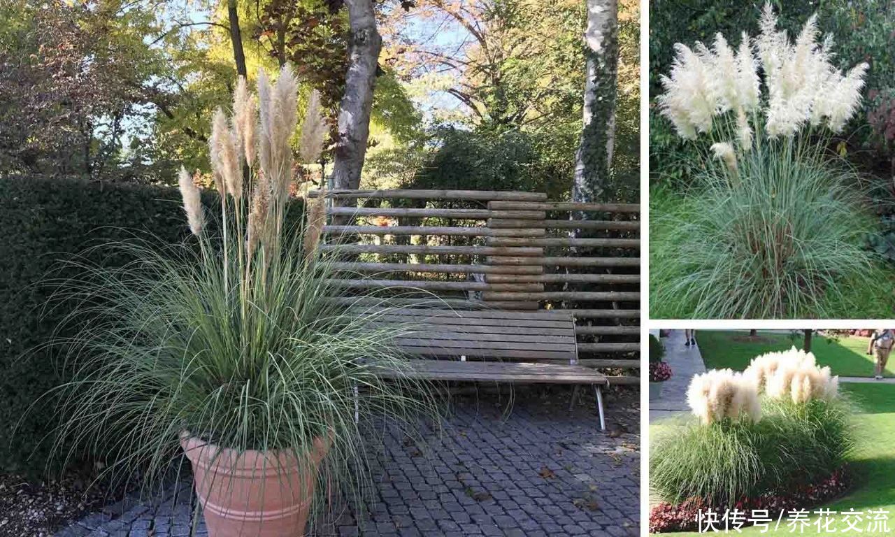 观赏草|6种绝佳的盆栽观赏草，买点种子就可以培育，新手园丁也可练练手