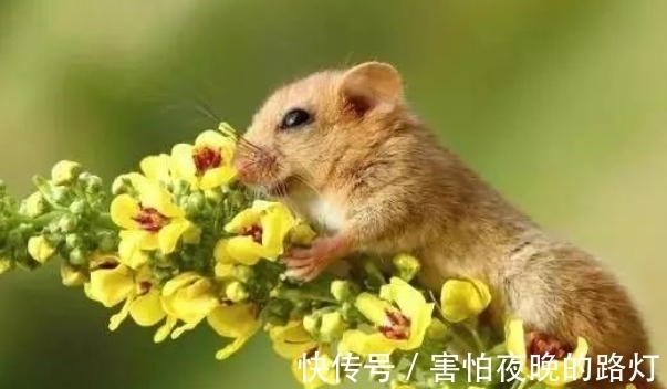 属鼠人|哪几年出生属鼠人,福自天降好运不断,下半年苦尽甘来,大器晚成