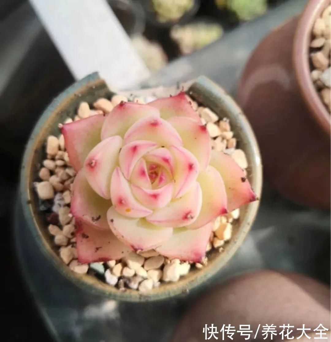 彩虹石|室内养多肉,也能养出水晶果冻色,任谁看到都说好