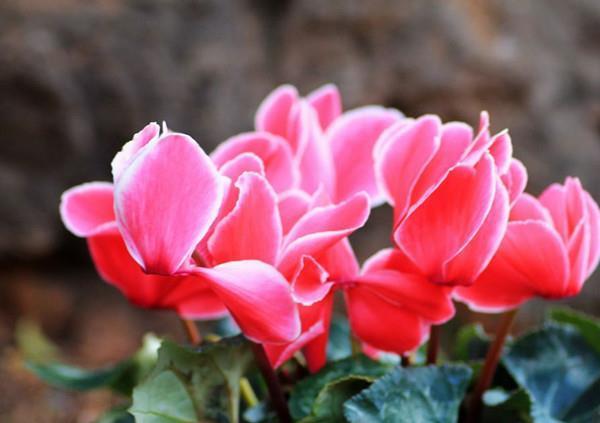 矿石|养花，这种矿石，浇多水了，也能吸的干干净净，不会引起积水烂根