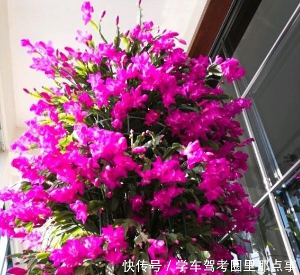 有3种垃圾是蟹爪兰的“最爱”,丢点在盆里,花芽蹭蹭冒,狂开花!