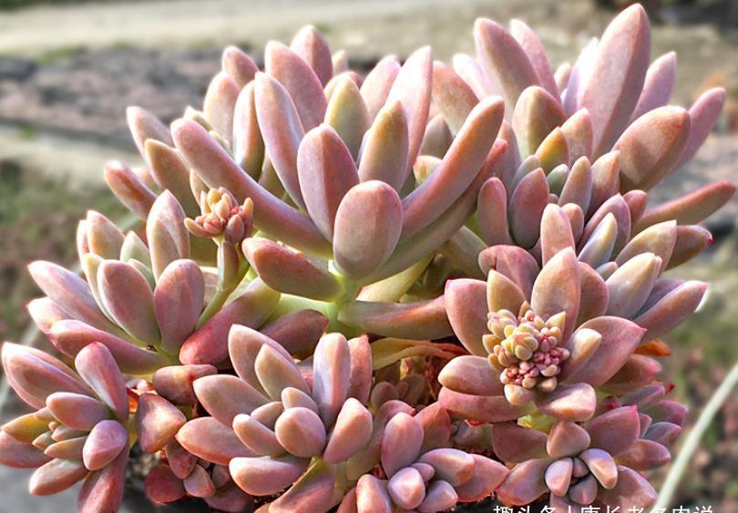 多肉|多肉秋丽养徒长了怎么办？夏天可以直接扔到外面去暴晒吗？