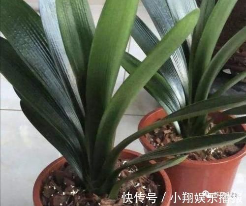 君子兰烂根又黄叶,因4个方面没做好,应及时改正养护方法