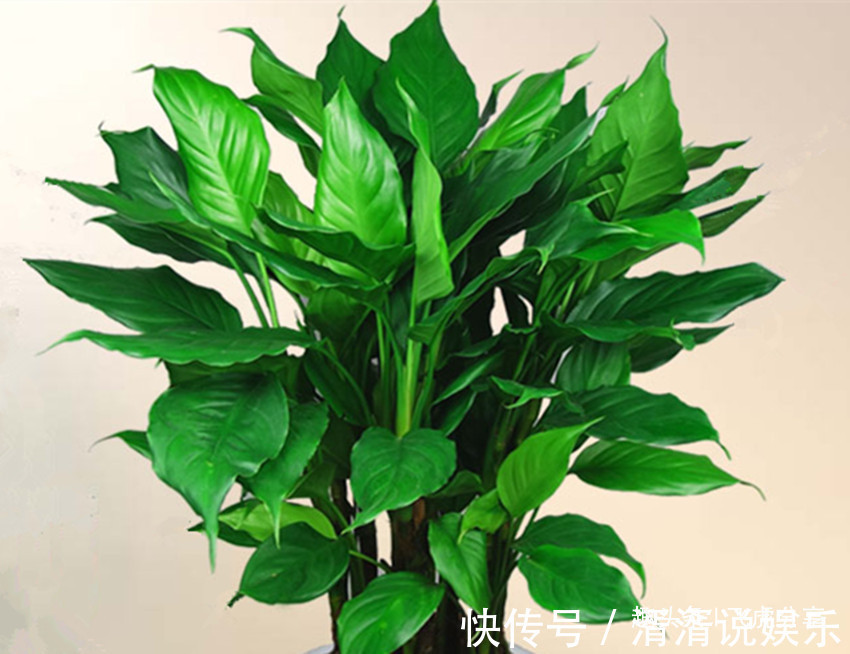 病弱|养花应注意,三种水不能浇,三种肥不能施,不然就会出问题