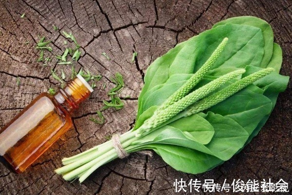 用车前草|农民无人问津的车前草,却有3个突出功效,现在知道还不算迟!
