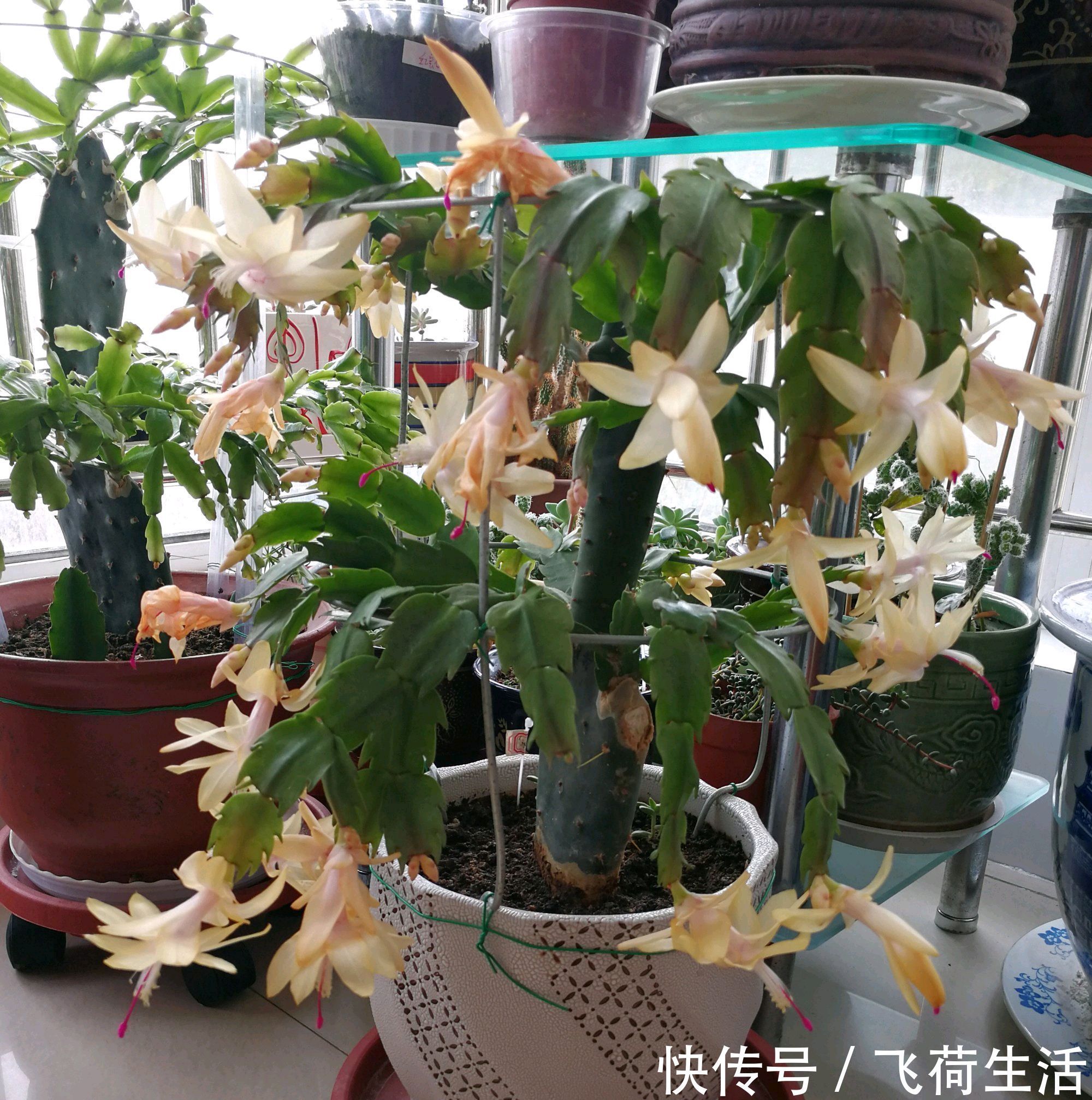 保湿|仙人掌嫁接蟹爪兰，做不到4点，徒劳无功，嫁接一盆坏一盆