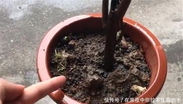 花盆里撒一把,不管多蔫多难养的花,几天根壮叶绿,不黄叶不烂根