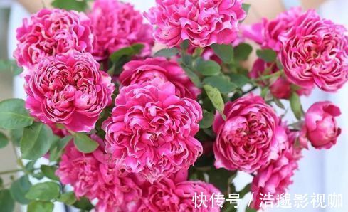 “高档玫瑰”紫雾凝霜,美丽怡人,芳姿耀眼,喜欢玫瑰不妨试试