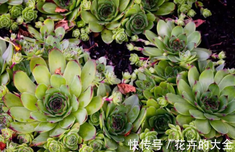 侧芽|新人养多肉植物观音莲，学会3个方法，枝繁叶茂，侧芽长爆盆