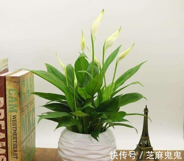 养花小知识,白掌篇