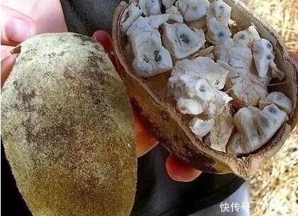 非洲人最喜欢的“水果”,吃一个顶一天,种一棵能养活一家人