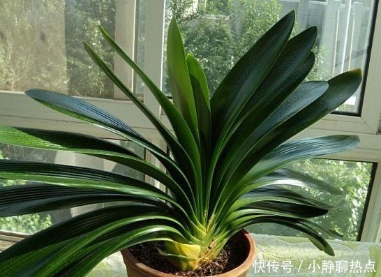 在花盆里撒点它,盆栽植物花卉蔬菜,20年都健壮不生病!