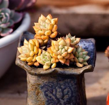 超哥|不管养啥多肉,拖出来“剪一刀”,叶片肥又亮,呼呼“肥3圈”