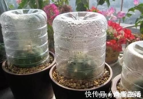 有哪些多肉植物适合闷养？闷养对多肉植物有什么好处？
