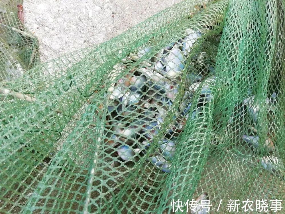 河蚌|很苦的小鱼,俗称“苦屎片”,农村小河一捞一大桶,如今5元1条