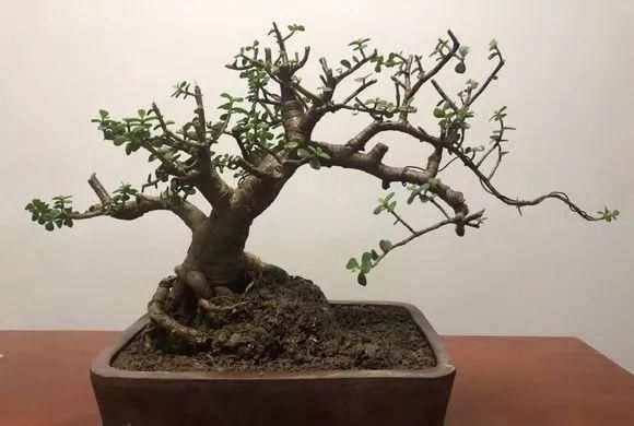 盆景|想要把金枝玉叶养成漂亮的盆景,这么做就对了