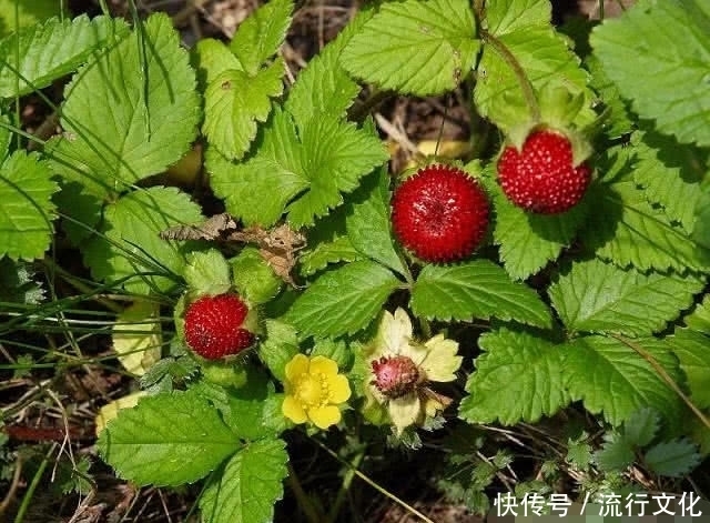 秘宝|都说这种野果沾有蛇毒，其实是中医的解毒秘宝，一斤50元很难买
