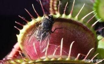 恐怖、凶残，会吃动物的植物大盘点