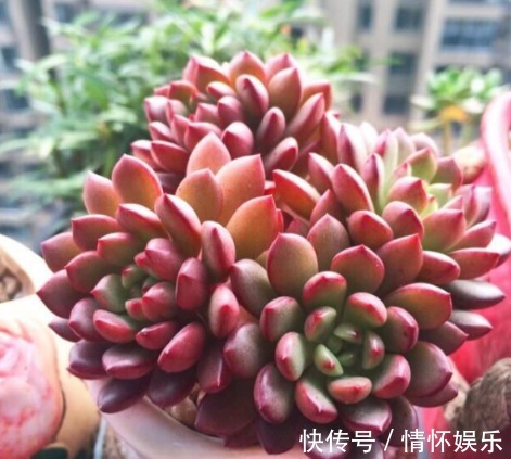 养“红宝石”时，叶片总带“绿色”，教你用几招，不久变得红彤彤