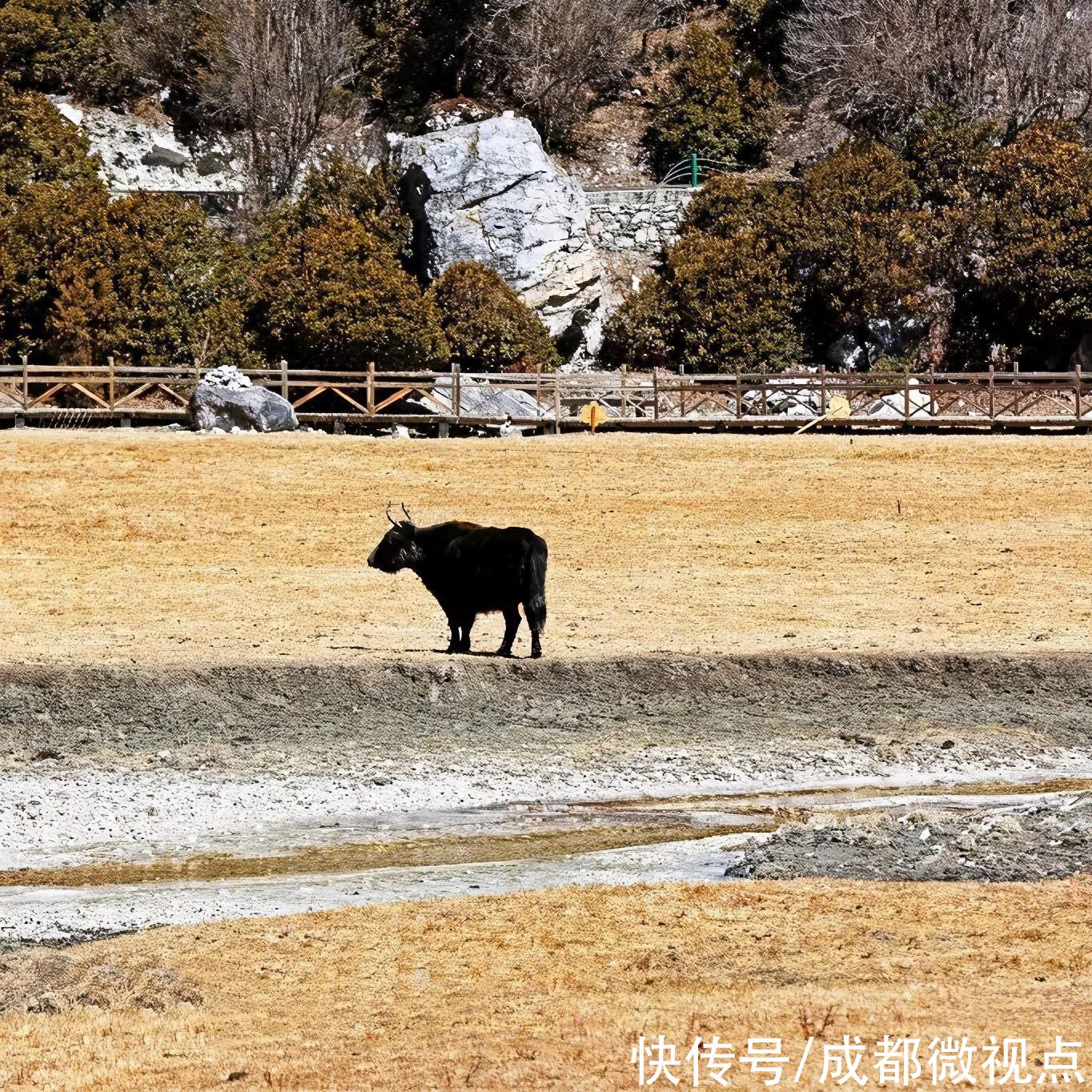 在这片土地上奔跑，和它们一起回到童年时光