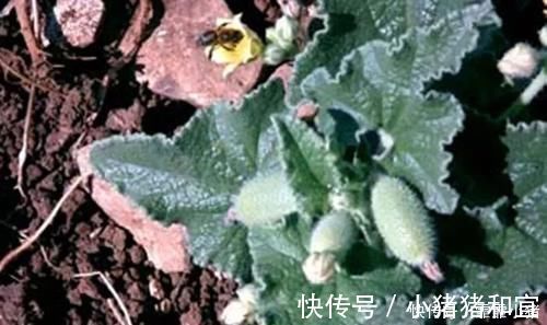 遇见|农村叫“喷瓜”的植物,是天然“泻下剂”,遇见别摘它