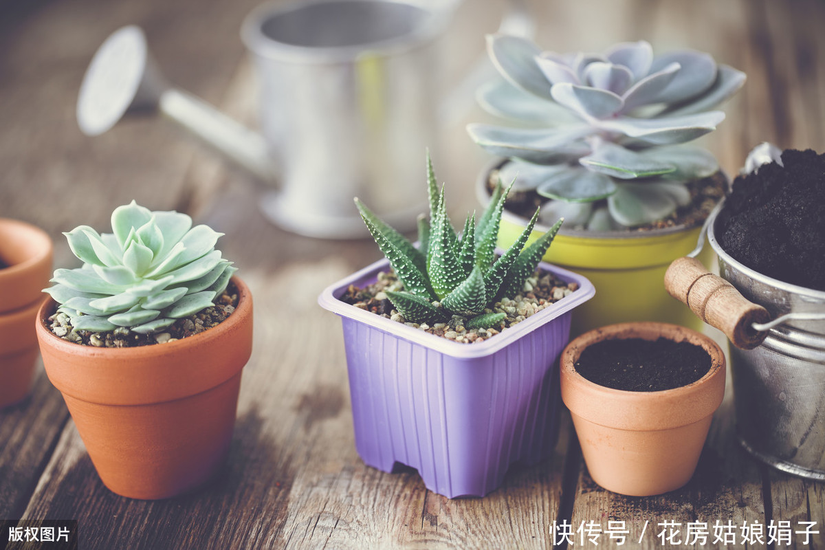 天气预报|多肉植物怎么浇水?提供浇水七大知识点,让养殖多肉变得更加简单