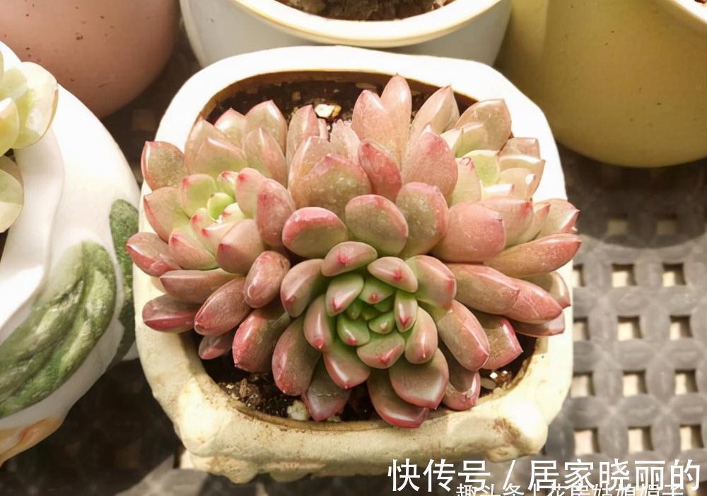 多肉植物|5种多肉,多晒晒就“脸红”,颜值高爱爆盆,是多肉佳品
