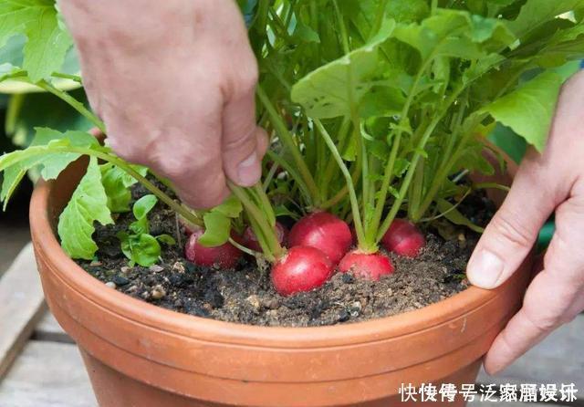 阳台种菜,种3种速生菜,30天就采摘,叶子肥嫩,硕果累累