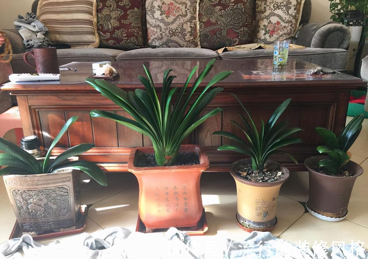 10月养君子兰,别忘记做“这些事”,要不今年“难”开花,莫忽视