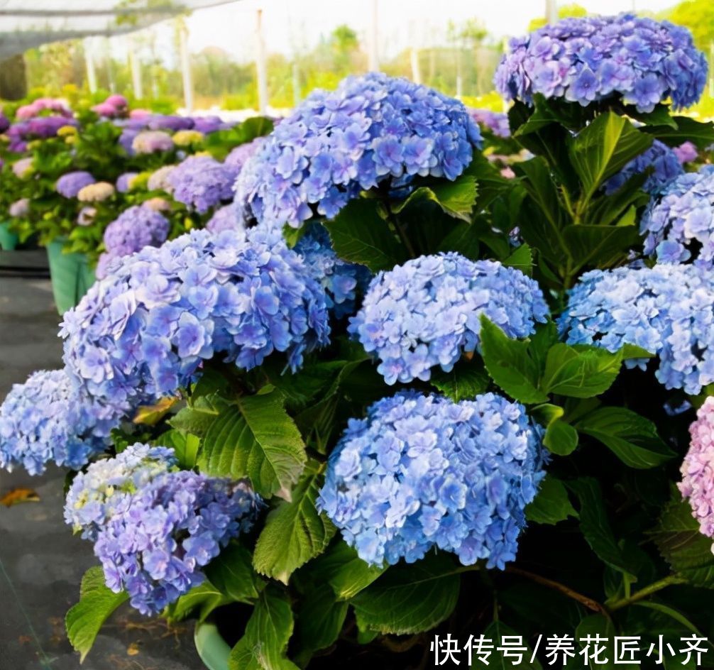 秋天|秋天4种花别着急“修剪”,当年长得枝条都是花,剪了就不开花