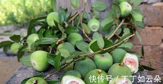 冰粉果|长得像一个秤砣，野外一长一大片，夏季还能拿来做“手搓冰粉”！