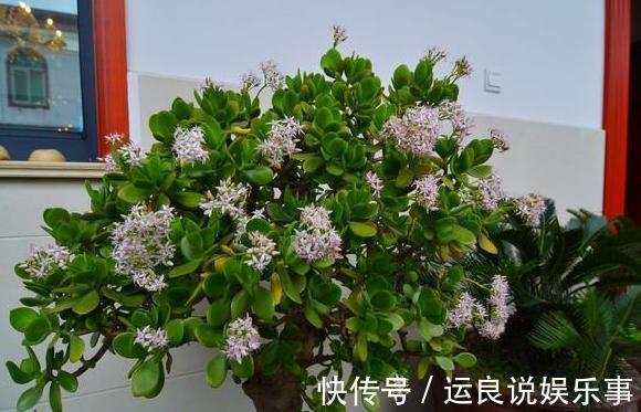 家里盆栽植物的要注意:此4种进屋,既对健康不利又影响运气