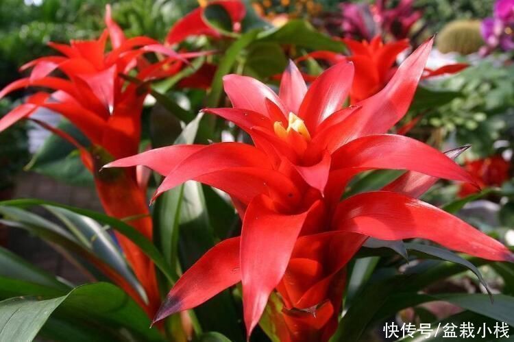 3种寓意花,年底室内要“安排”上,寓意好观赏价值高